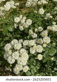 Hermoso arbusto de rosas blancas en flor en el jardín