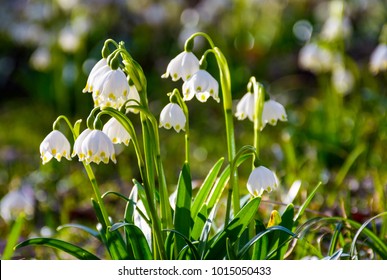 Beautiful Blooming White Spring Snowflake Flowers Stock Photo Edit Now