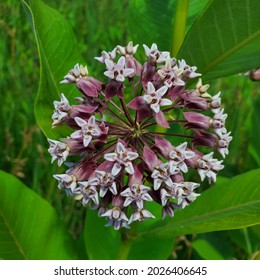 Beautiful Blooming Wild Purple Milkweed 