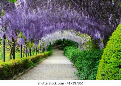 Beautiful Blooming wisteria tunnels at Bardini gardens (Giardini Bardini) in Florence, Tuscany, Italy.