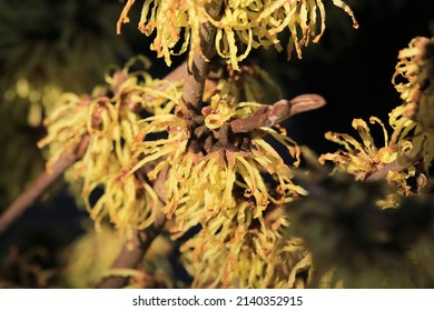 Beautiful Blooming Witch Hazel Tree In Sunny March