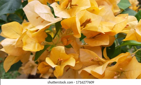 Beautiful Blooming Yellow Bougainvillea Flowers Background Stock Photo