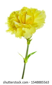 Yellow Carnation Images, Stock Photos & Vectors | Shutterstock