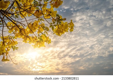 Beautiful blooming Yellow Golden Tabebuia Chrysotricha flowers of the Yellow Trumpet that are blooming with the park in spring day in the garden and sunset sky background in Thailand.
