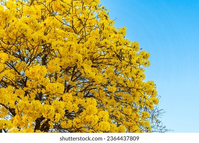 Beautiful blooming Yellow Golden Tabebuia Chrysotricha flowers of the Yellow Trumpet that are blooming with the park in spring day in the garden and sunset sky background in Thailand. - Powered by Shutterstock