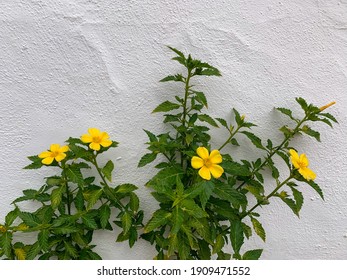 Beautiful blooming yellow Turnera ulmifolia Damiana flowers green decorative plants isolated on white wall background