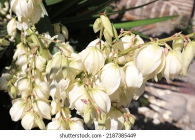 Beautiful Blooming Yucca Tree In Sunny July