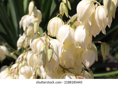 Beautiful Blooming Yucca Tree In Sunny July