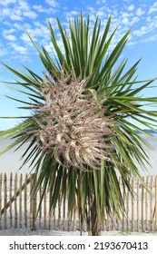 Beautiful Blooming Yucca Tree In Sunny July