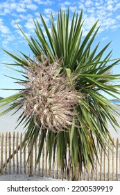 Beautiful Blooming Yucca Tree In Sunny July