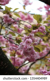 Beautiful blooms of the Kanzan Double Cherry tree blooming out of fork shaped branches with a multitude of blossoms in the background.