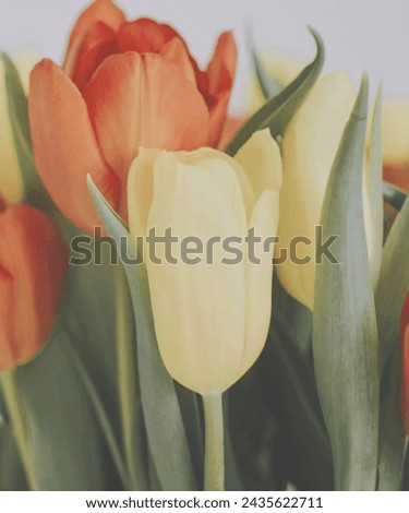 Beautiful blossom bright bud bunch close up colorful flower fresh green 