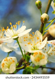 beautiful, blossom, floral, flower, garden, green, nature, plant, white, april, background, bloom, blooming, blossoming, botanic, botanical, botany, branch, bright, cherry, closeup, colorful, depth, f