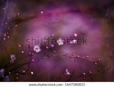 Similar – Decoration with baby’s breath and glass vase in front of pink background