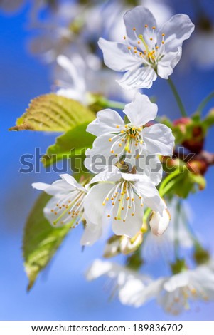 Similar – Image, Stock Photo Zero eight fifteen | typical spring picture