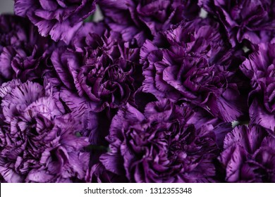 Beautiful Blossoming Dark Purple Carnations Flowers, Close Up Texture