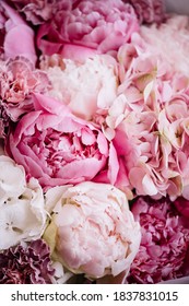 Beautiful blossoming pink and white peony flowers, close up texture