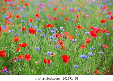 Beautiful blossoming poppies and cornflowers - Shutterstock ID 141391438