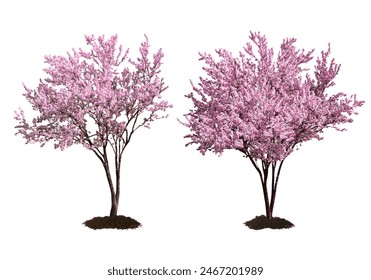 Beautiful blossoming spring trees isolated on white - Powered by Shutterstock