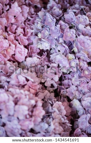 Beautiful blossoming tender purple hydrangea flowers texture, close up view