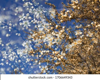 Beautiful blossoming tree in springtime, spring background - Poland