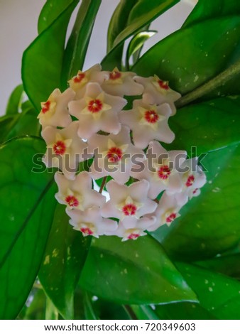  Beautiful blossoming wax flower flowers. Plant (Hoya carnosa) in greenhouse.