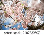 Beautiful blossoms at the Akron Seiberling Nature Realm.