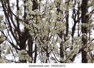 Beautiful Blossoms On An Ornamental Pear Tree