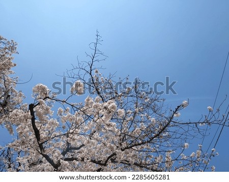 Similar – Image, Stock Photo When cherries dance.