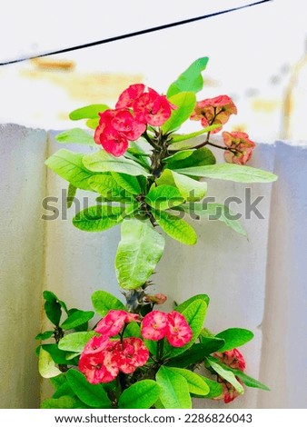 Beautiful Blowing Red Flowers Twin Pairs of red flowers along with green leaves in balcony