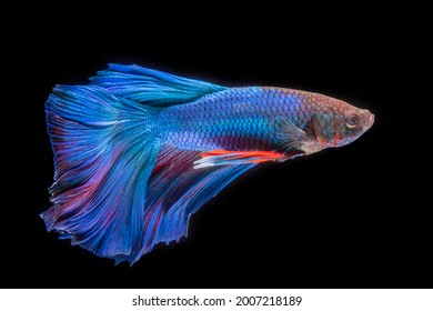 Beautiful Blue Betta Fish Halfmoon  