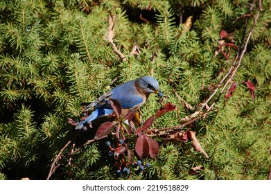 Beautiful Blue Bird Eating Blue Berry 