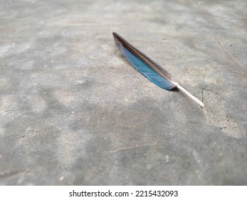 Beautiful Blue Bird Feathers On A Concrete 