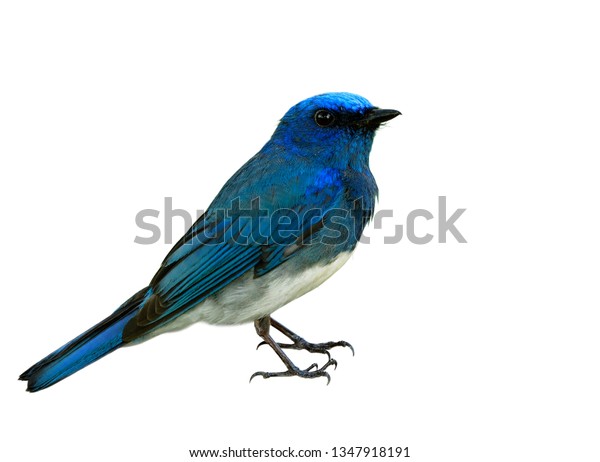 bluebird app and face id
