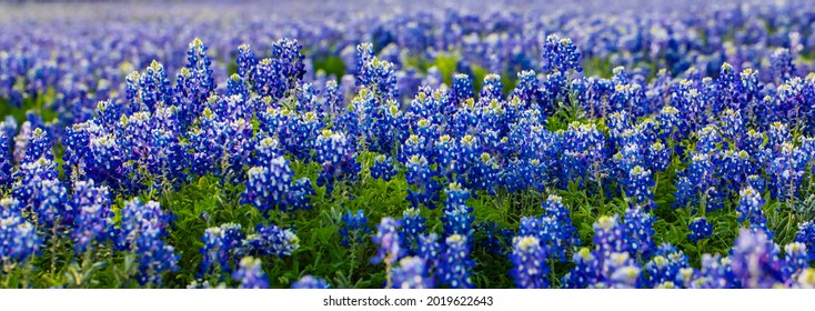 Beautiful blue bonnets in Texas blossoming at the perfect time of year