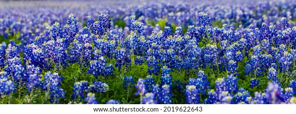 Beautiful blue bonnets in Texas blossoming at the\
perfect time of year