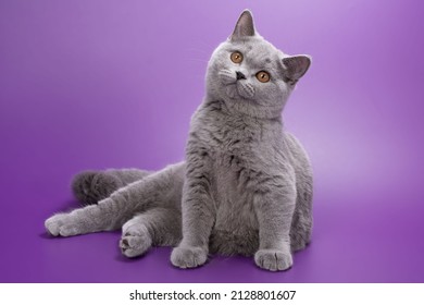 Beautiful blue British female cat aged 4 months with very bright round eyes with soft blue coat color on a bright purple background in a sitting pose