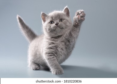 Beautiful blue British shorthair little kitten on a light gray background in playful poses with an intelligent look - Shutterstock ID 1810220836