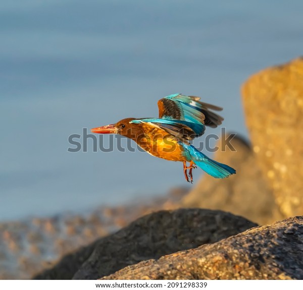 Beautiful blue and brown bird Kingfisher\
flying isolated on white\
background