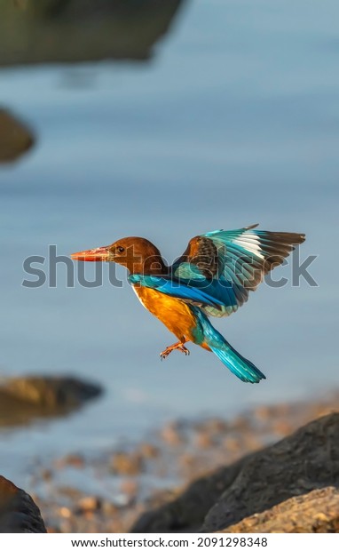 Beautiful blue and brown bird Kingfisher\
flying isolated on white\
background