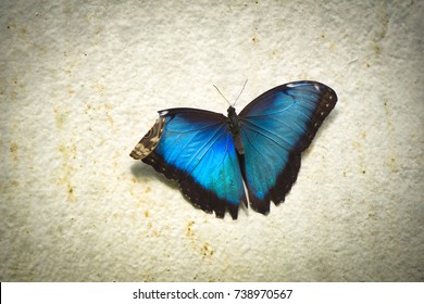 A beautiful blue butterfly with a broken wing