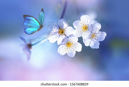 Beautiful blue butterfly in flight over branch of flowering apple tree in spring at Sunrise on light blue and pink background macro. Amazing elegant artistic image nature in spring.