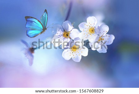 Beautiful blue butterfly in flight over branch of flowering apple tree in spring at Sunrise on light blue and pink background macro. Amazing elegant artistic image nature in spring.