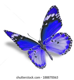 Beautiful Blue Butterfly Flying Isolated On Stock Photo 188870063 ...