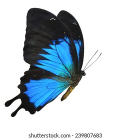 Blue Butterfly Flying Images, Stock Photos & Vectors | Shutterstock