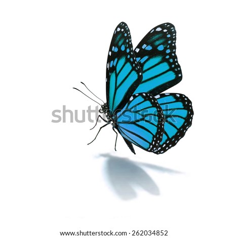 Beautiful blue butterfly isolated on white background