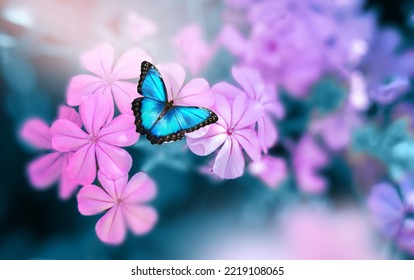 Beautiful blue butterfly Morpho on pink-violet flowers in spring in nature close-up macro. - Shutterstock ID 2219108065