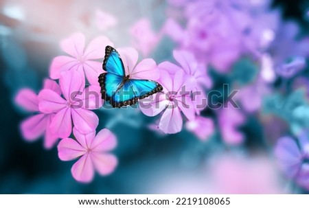 Beautiful blue butterfly Morpho on pink-violet flowers in spring in nature close-up macro.