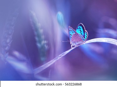 Hermosa mariposa azul sobre