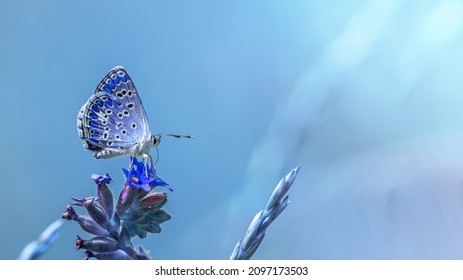 Hermosa mariposa azul sobre